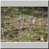 Pollino_14.jpg